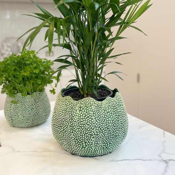 Mode Lychee Pot Large Green - Gro Urban Oasis