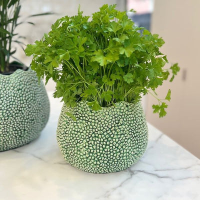 Mode Lychee Pot Medium Green - Gro Urban Oasis