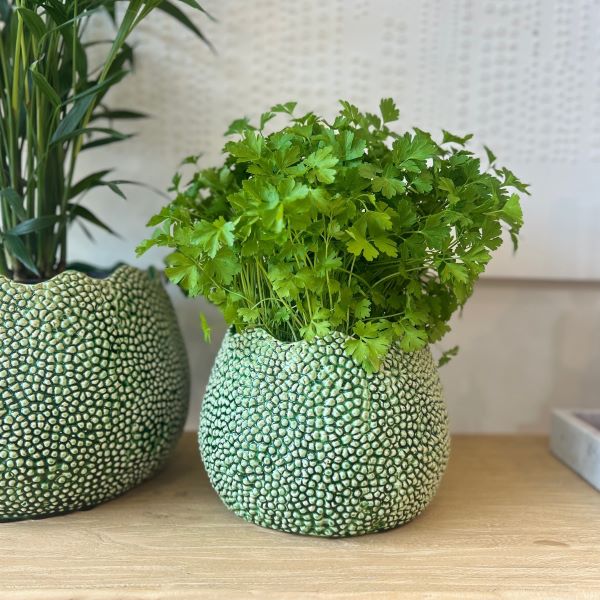 Mode Lychee Pot Large Green - Gro Urban Oasis
