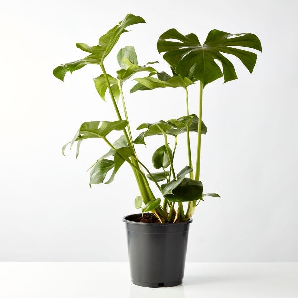Fruit Salad Plant 240mm - Gro Urban Oasis