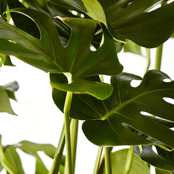 Fruit Salad Plant 300mm - Gro Urban Oasis