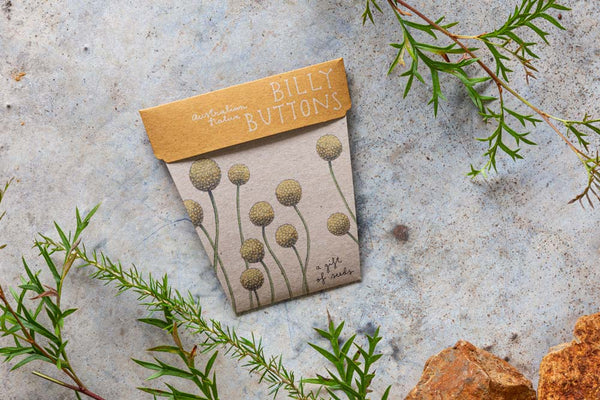 Australian Native Billy Buttons GOS