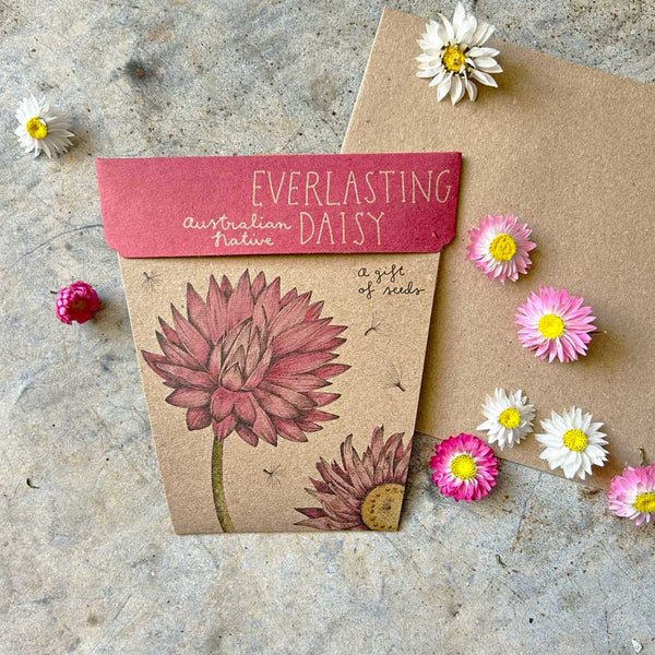 Australian Native Everlasting Daisy GOS