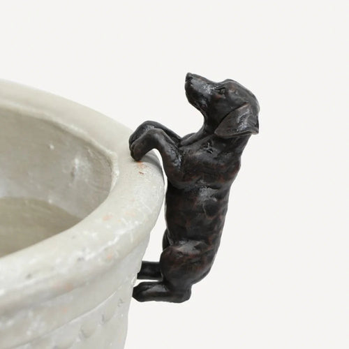 Hanging Dachshund Dog in dark brown, dangling from a pot rim
