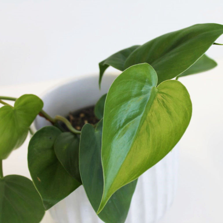 Heart Leaf Philodendron (Philodendron Cordatum) 130mm - Gro Urban Oasis