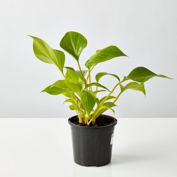 Homalomena Sunshine Gem 130mm - Gro Urban Oasis