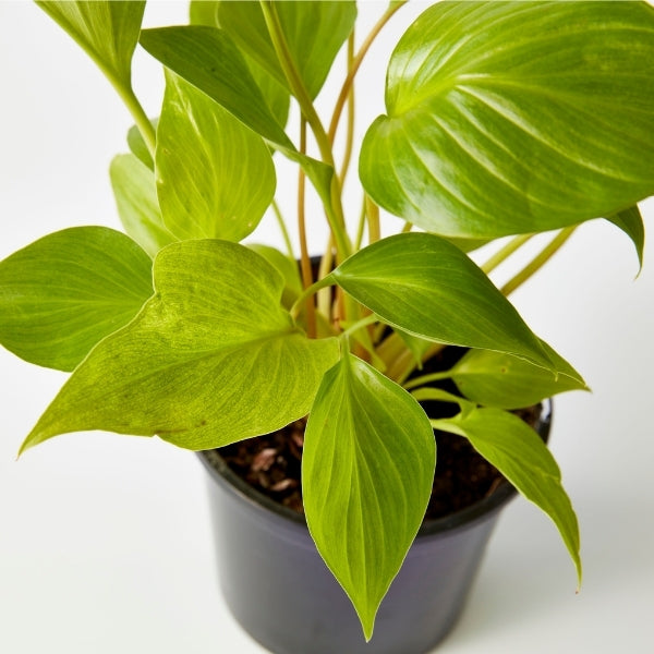 Homalomena Sunshine Gem 130mm - Gro Urban Oasis