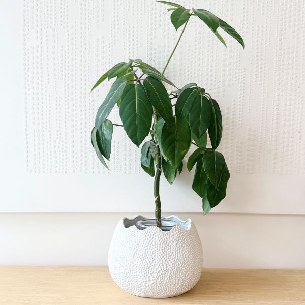 Mode Lychee Pot Medium White - Gro Urban Oasis
