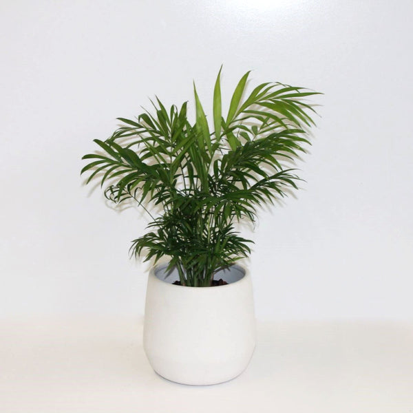 Parlour Palm (Chamaedorea Elegans) 125mm - Gro Urban Oasis