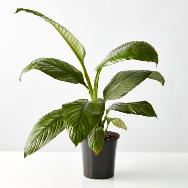 Peace Lily Sensation 200mm - Gro Urban Oasis