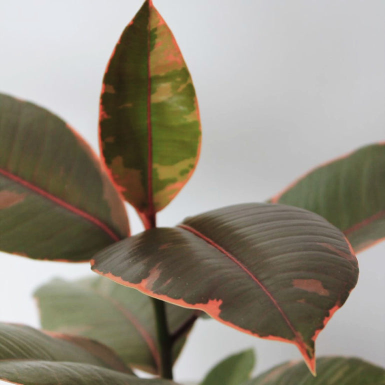 Ruby Rubber Plant (Ficus Elastica) 125mm - Gro Urban Oasis
