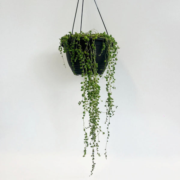 String Of Pearls Variegated (Senecio Rowleyanus) Hanging Basket 200mm - Gro Urban Oasis