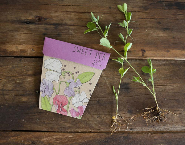 Sweet Pea GOS