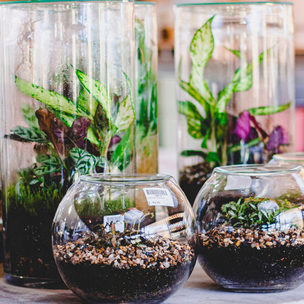 Terrarium Workshop