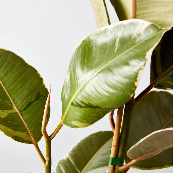 Tineke Rubber Plant 200mm - Gro Urban Oasis