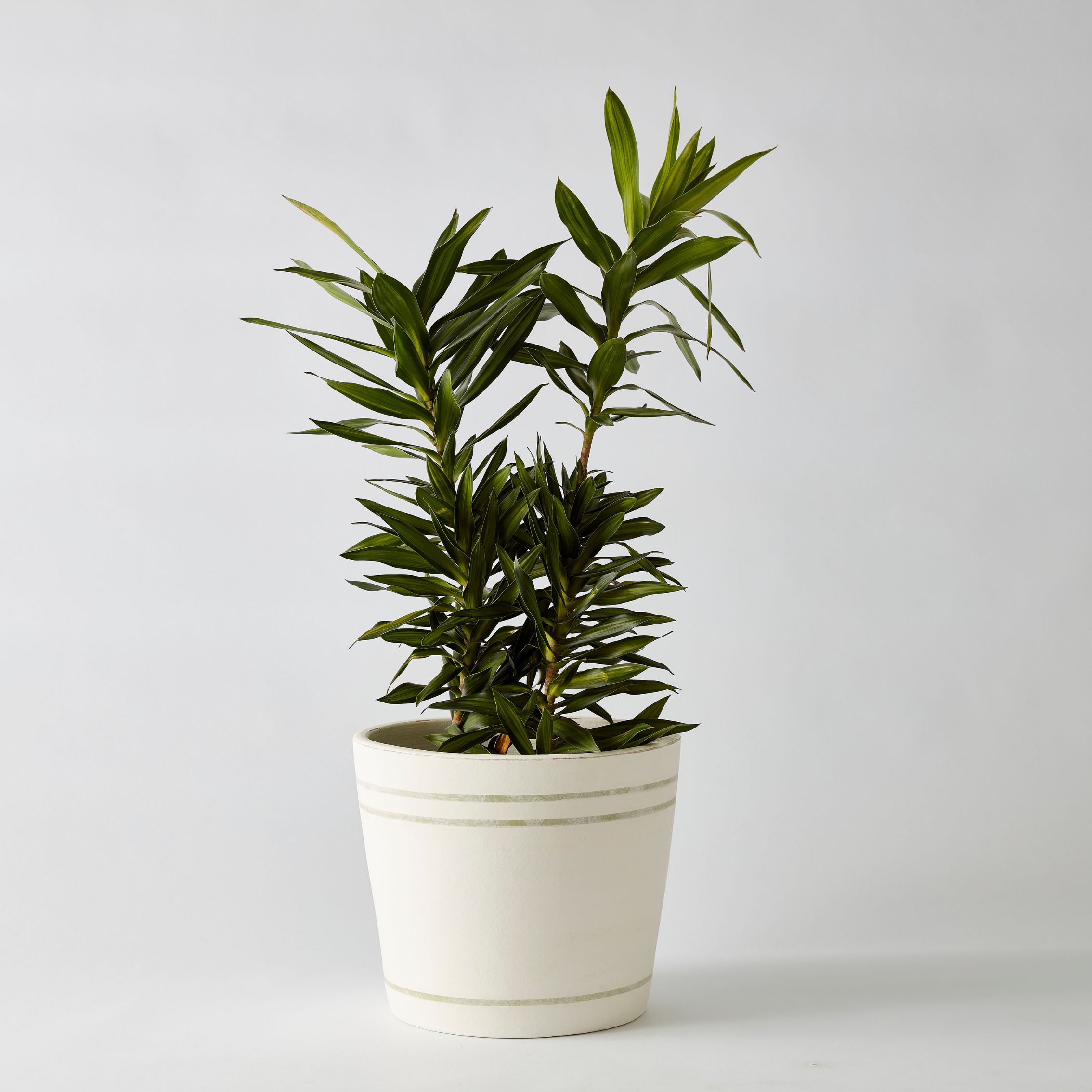 Urban Oasis Lani Stripe Pot Thyme 300mm - Gro Urban Oasis