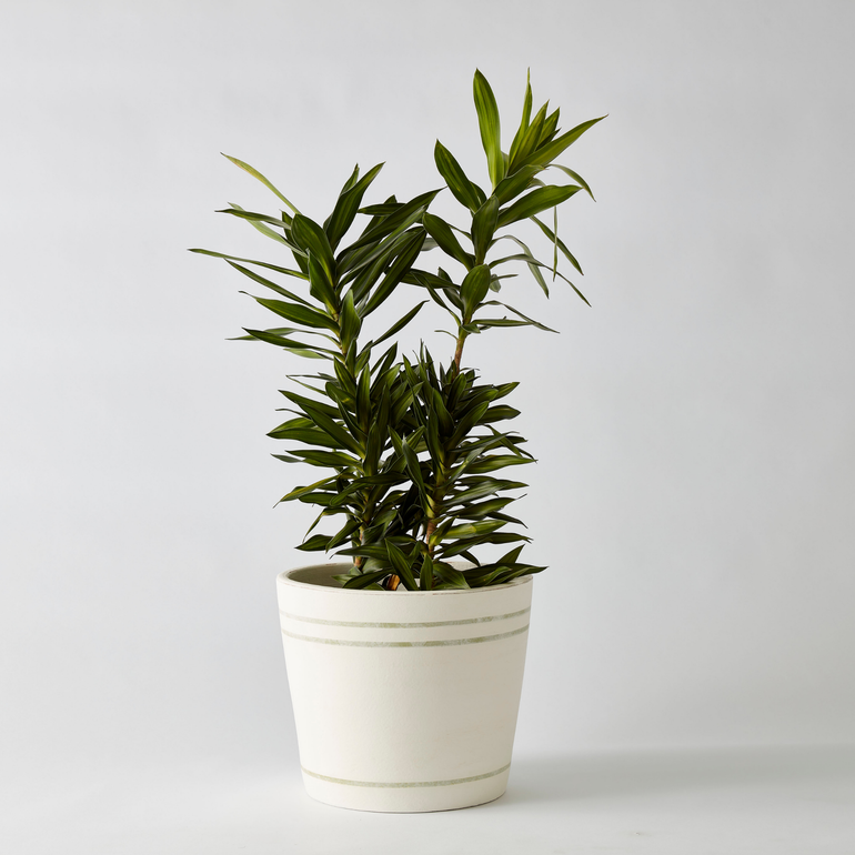 Urban Oasis Lani Stripe Pot Thyme 300mm - Gro Urban Oasis
