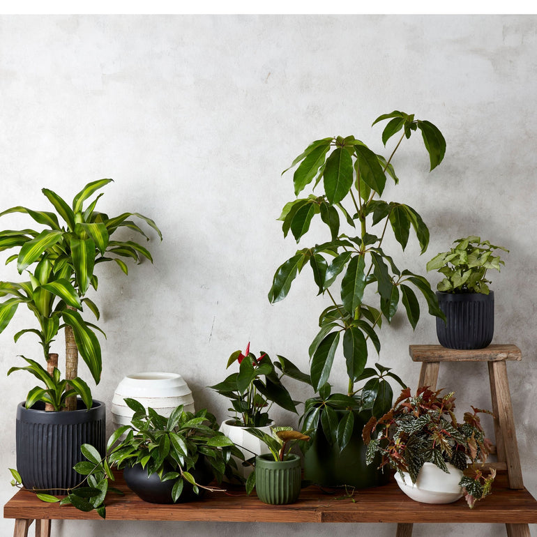 Urban Oasis Linea Pot Thyme 390mm - Gro Urban Oasis