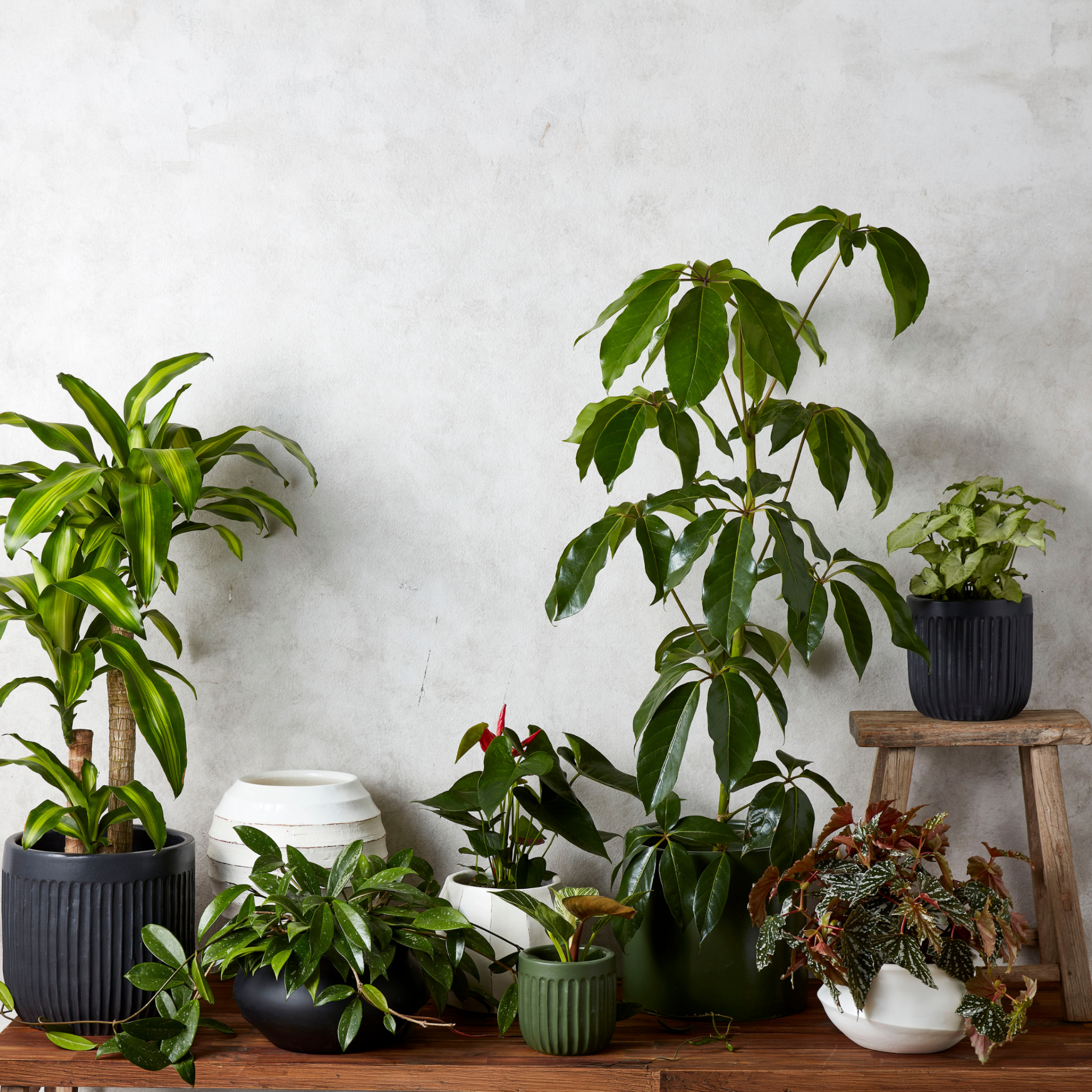 Urban Oasis Linea Pot Thyme 250mm - Gro Urban Oasis