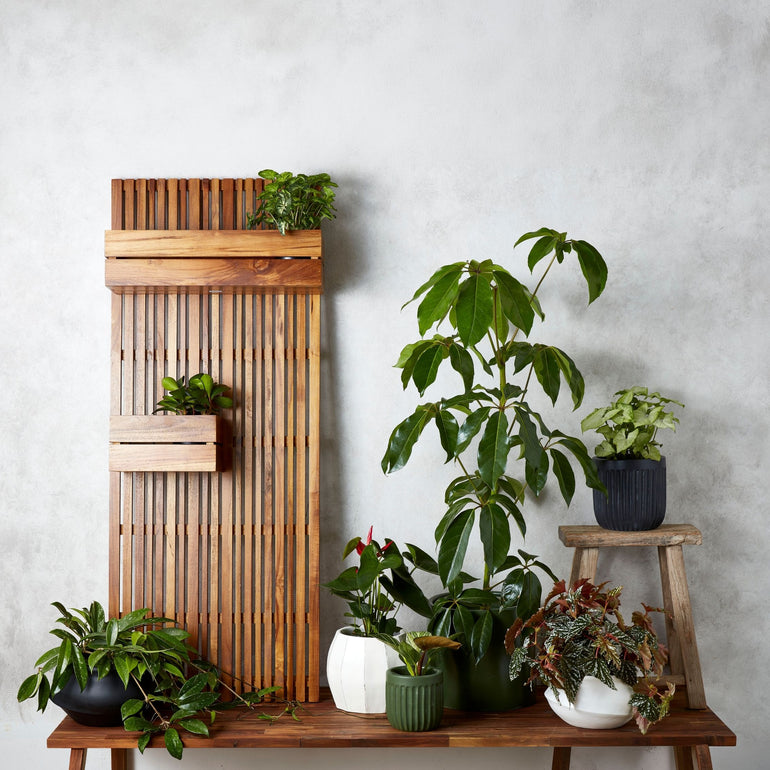 Eden Slat Panel Teak Wood Wide Large - Gro Urban Oasis