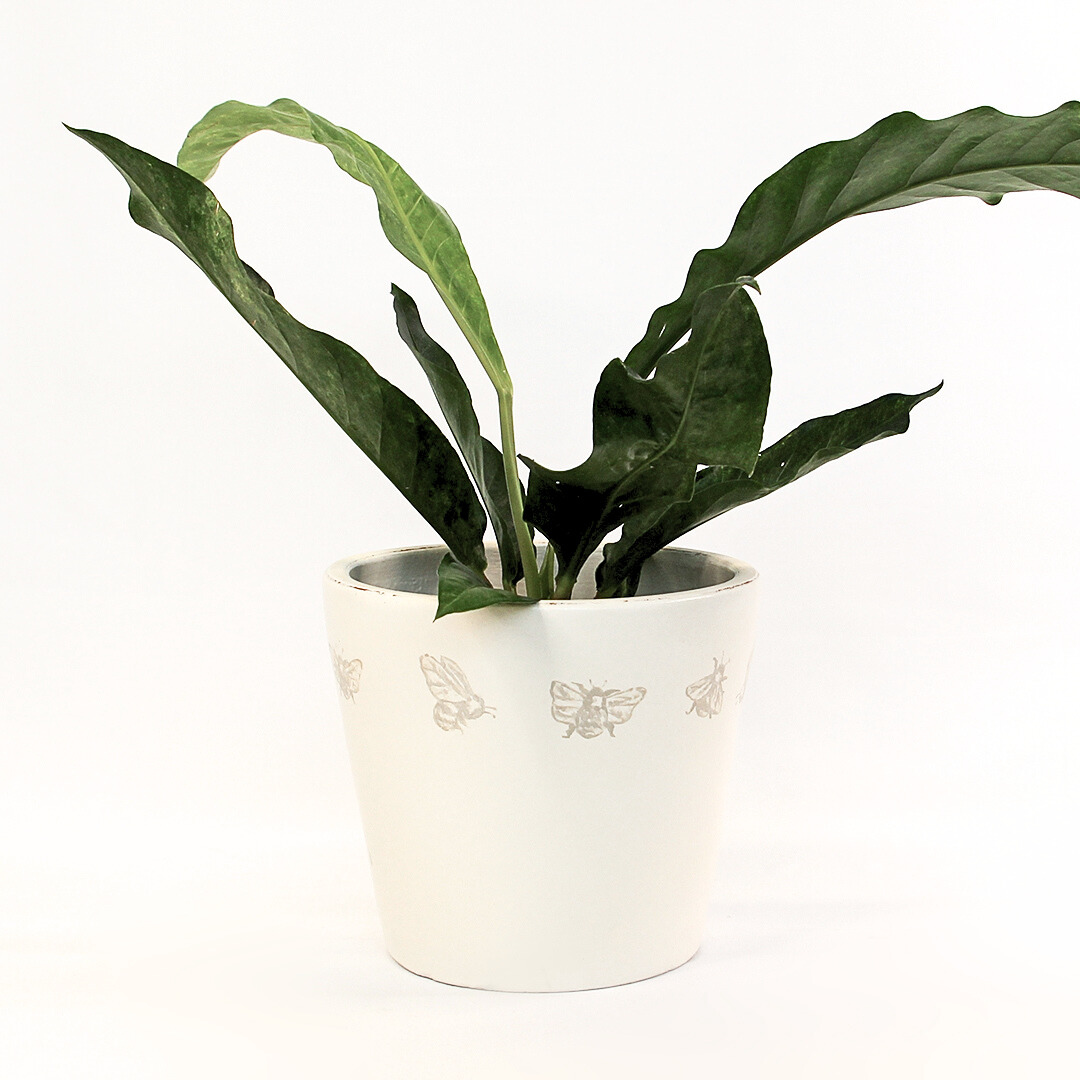 Birds Nest Anthurium (Anthurium Hookerii Variegated) 190mm - Gro Urban Oasis