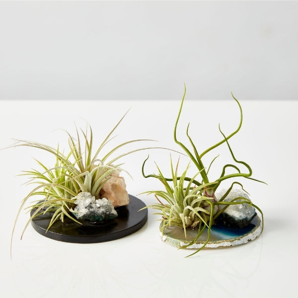 Air Plant On Crystal (Tillandsia On Base E) - Gro Urban Oasis