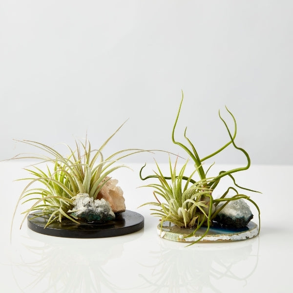 Air Plant On Crystal (Tillandsia On Base E) - Gro Urban Oasis