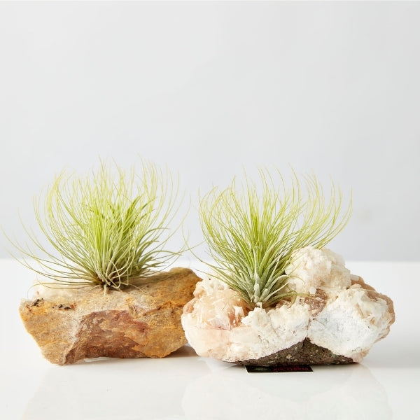 Air Plant On Crystal (Tillandsia On Base F) - Gro Urban Oasis