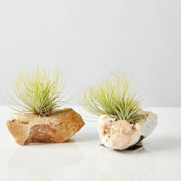 Air Plant On Crystal (Tillandsia On Base F) - Gro Urban Oasis