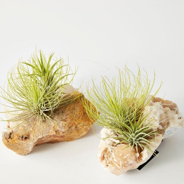 Air Plant On Crystal (Tillandsia On Base F) - Gro Urban Oasis
