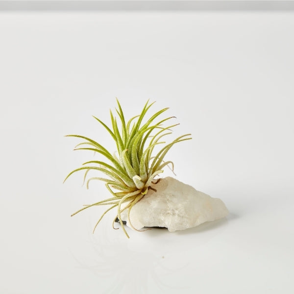 Air Plant On Crystal (Tillandsia On Base C) - Gro Urban Oasis