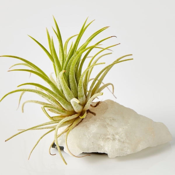Air Plant On Crystal (Tillandsia On Base C) - Gro Urban Oasis