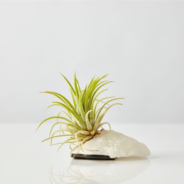 Air Plant On Crystal (Tillandsia On Base C) - Gro Urban Oasis