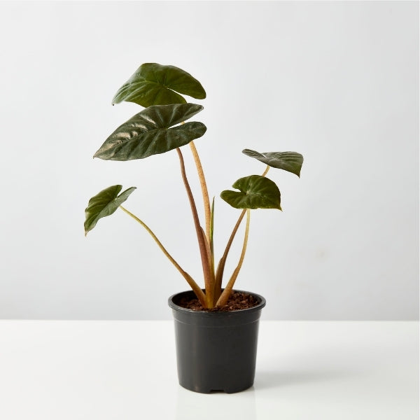Alocasia Nigra 130mm - Gro Urban Oasis