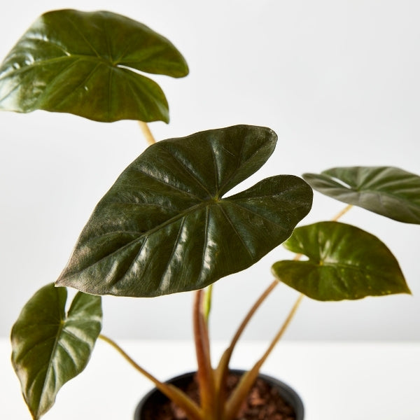 Alocasia Nigra 130mm - Gro Urban Oasis