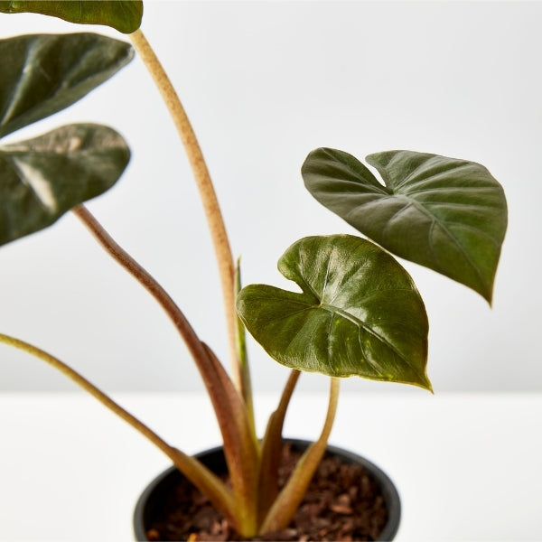Alocasia Nigra 130mm - Gro Urban Oasis