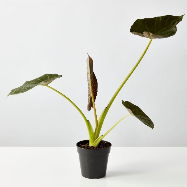 Alocasia Regal Shields 120mm - Gro Urban Oasis