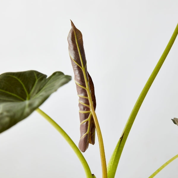Alocasia Regal Shields 120mm - Gro Urban Oasis