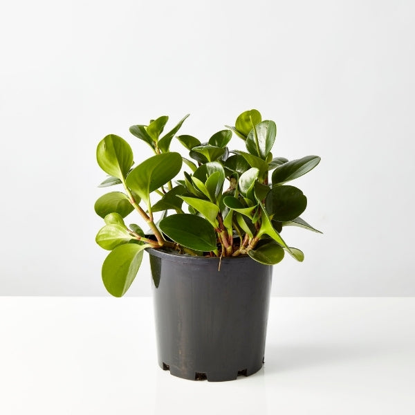 Baby Rubber Plant 200mm - Gro Urban Oasis
