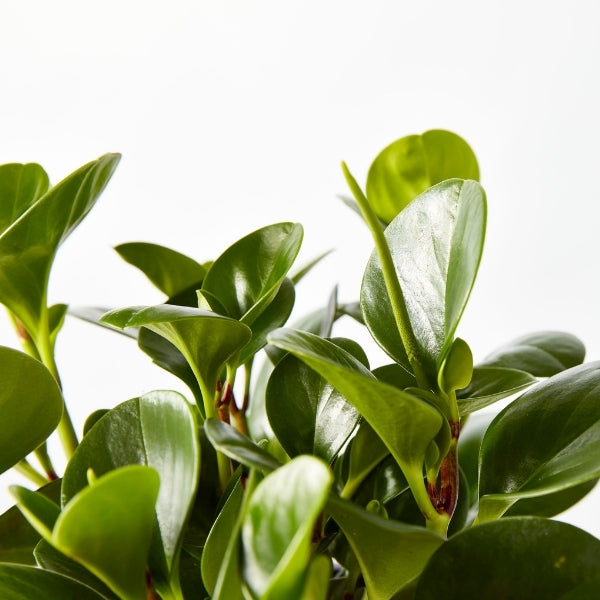 Baby Rubber Plant 200mm - Gro Urban Oasis