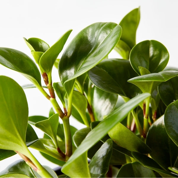Baby Rubber Plant 200mm - Gro Urban Oasis