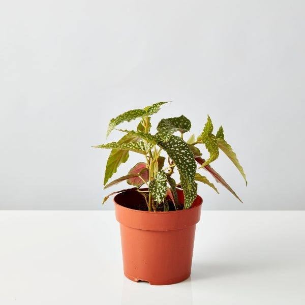 Begonia 140mm - Gro Urban Oasis