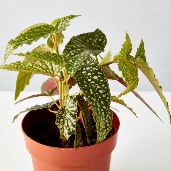 Begonia 140mm - Gro Urban Oasis