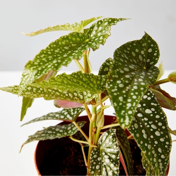 Begonia 140mm - Gro Urban Oasis