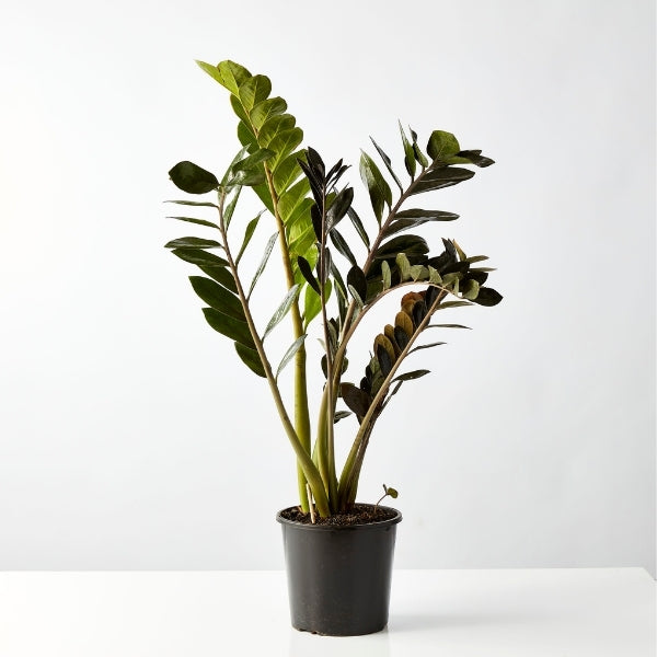 Black ZZ Plant 200mm - Gro Urban Oasis