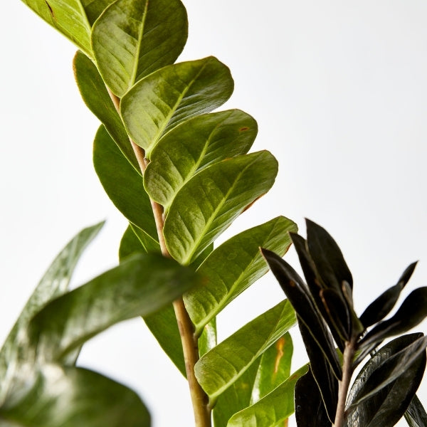 Black ZZ Plant 200mm - Gro Urban Oasis