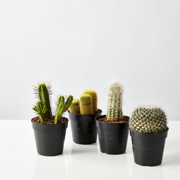 Cactus Mix 120mm - Gro Urban Oasis