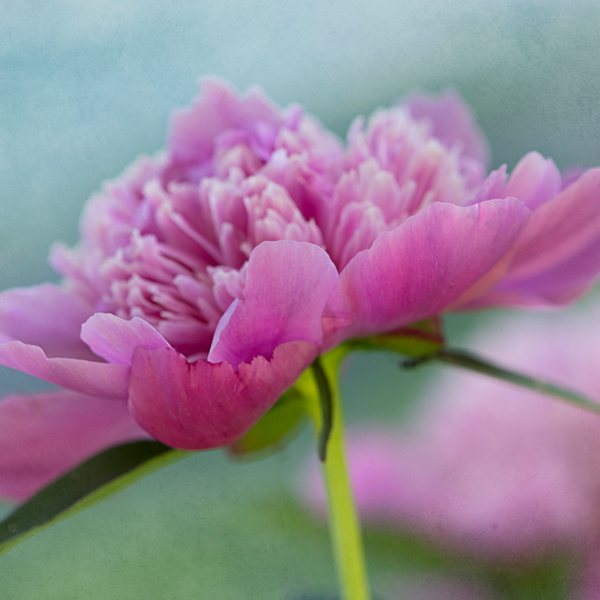 Pink peony in bloom