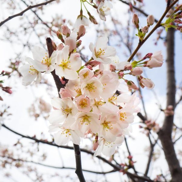 White spring blossom