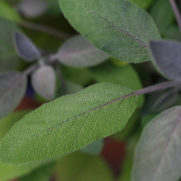 Fresh sage leaves